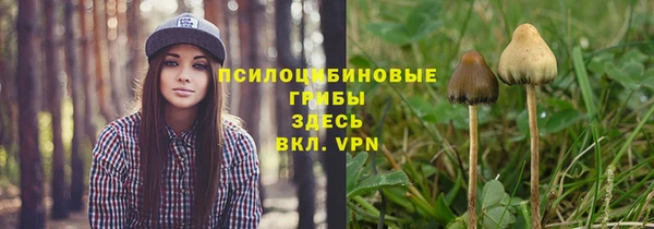 стаф Аркадак