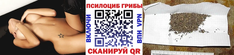 OMG зеркало  Жуковка  Галлюциногенные грибы Psilocybe 